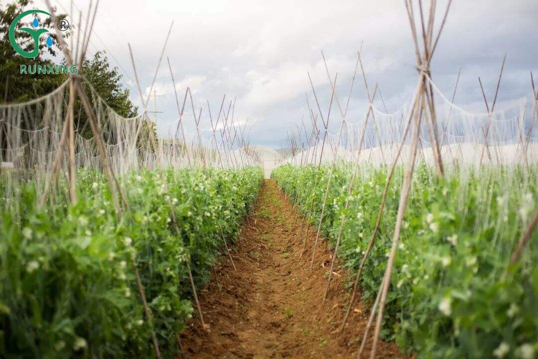 Pea Cultivation and Drip Irrigation Systems in South America: A Science Overview