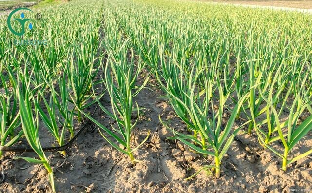 Garlic Cultivation: The Importance of Drip Irrigation and Efficient Growing Tips