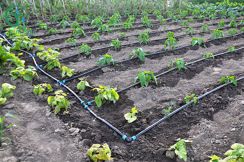 Oilseed Rape Cultivation and Drip Irrigation Systems: Creating Efficient, Bountiful Fields Oilseed Rape Cultivation and Drip Irrigation Systems: Creating Efficient, Bountiful Fields