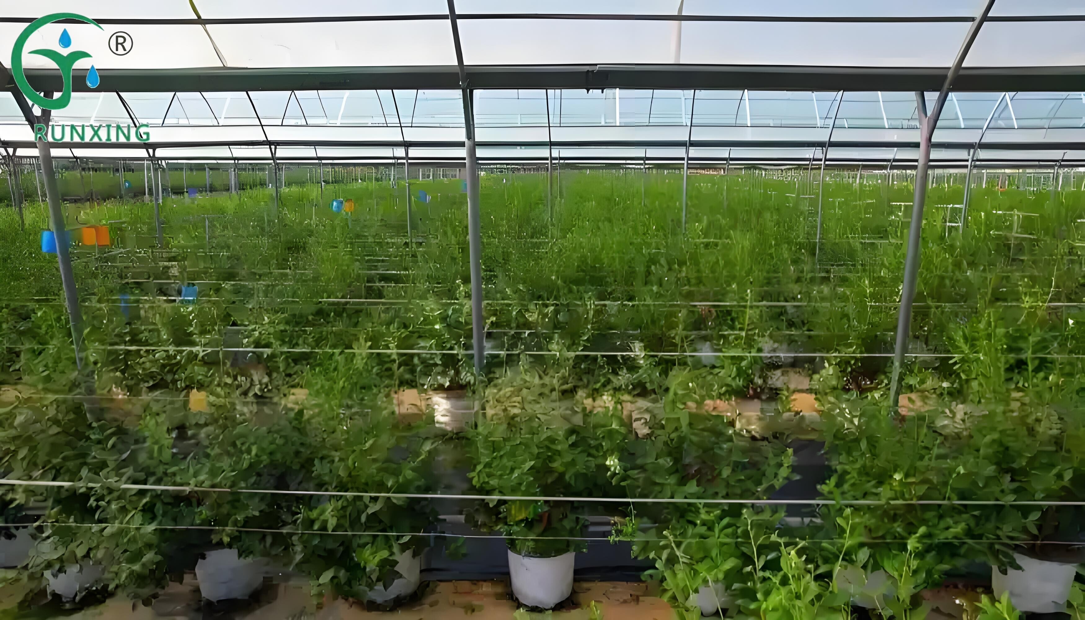 Peru Blueberry Cultivation: Enhancing Efficiency with Drip Irrigation Facilities Peru Blueberry Cultivation: Enhancing Efficiency with Drip Irrigation Facilities