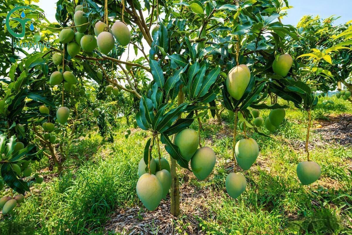 Mango Cultivation in Brazil: Enhancing Yield with Drip Irrigation Technology Mango Cultivation in Brazil: Enhancing Yield with Drip Irrigation Technology