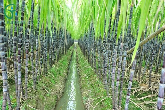 Brazilian Sugarcane Cultivation: The Importance of Drip Irrigation Technology Brazilian Sugarcane Cultivation: The Importance of Drip Irrigation Technology
