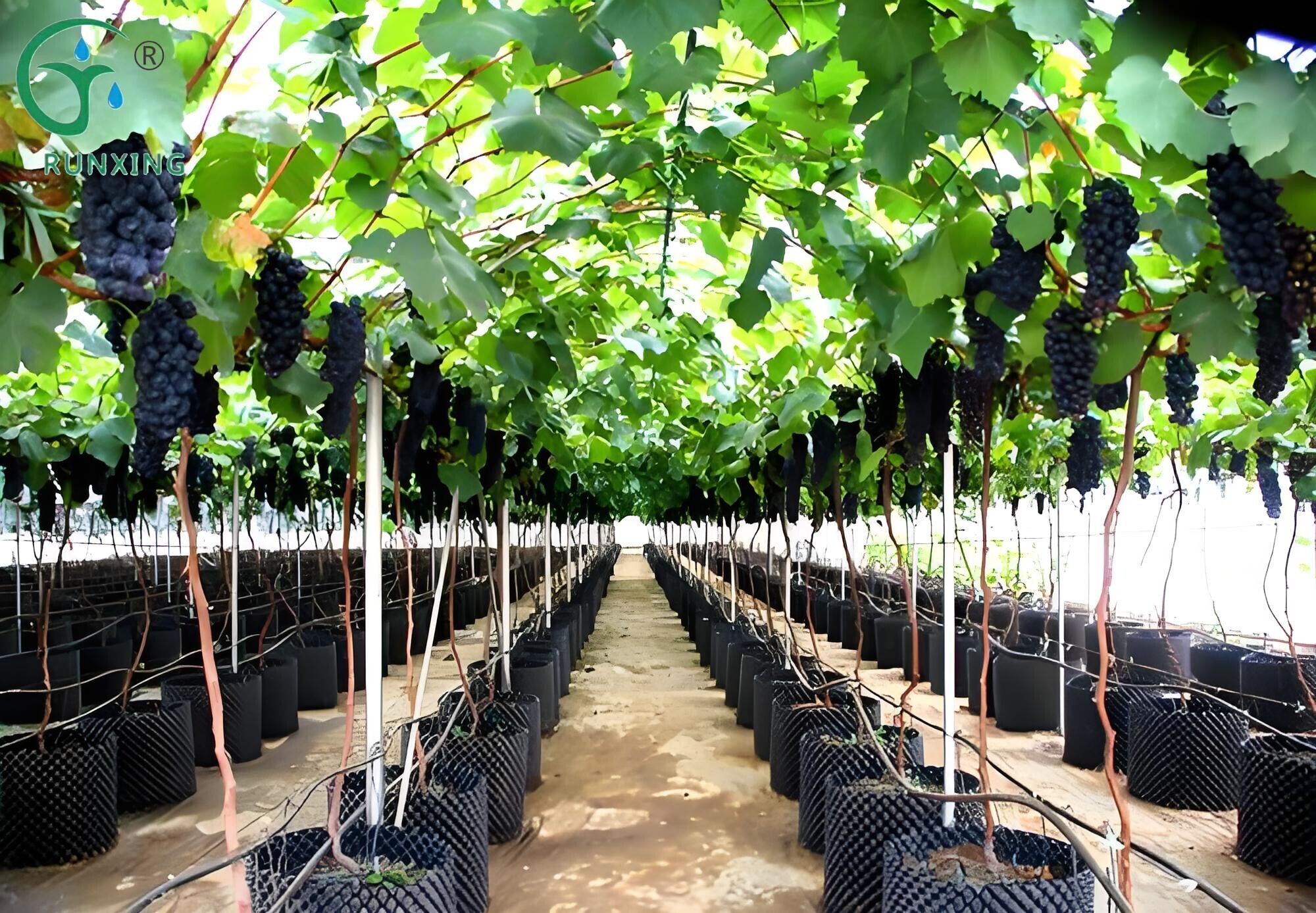 Brazilian Grape Cultivation and Drip Irrigation Technology Overview Brazilian Grape Cultivation and Drip Irrigation Technology Overview