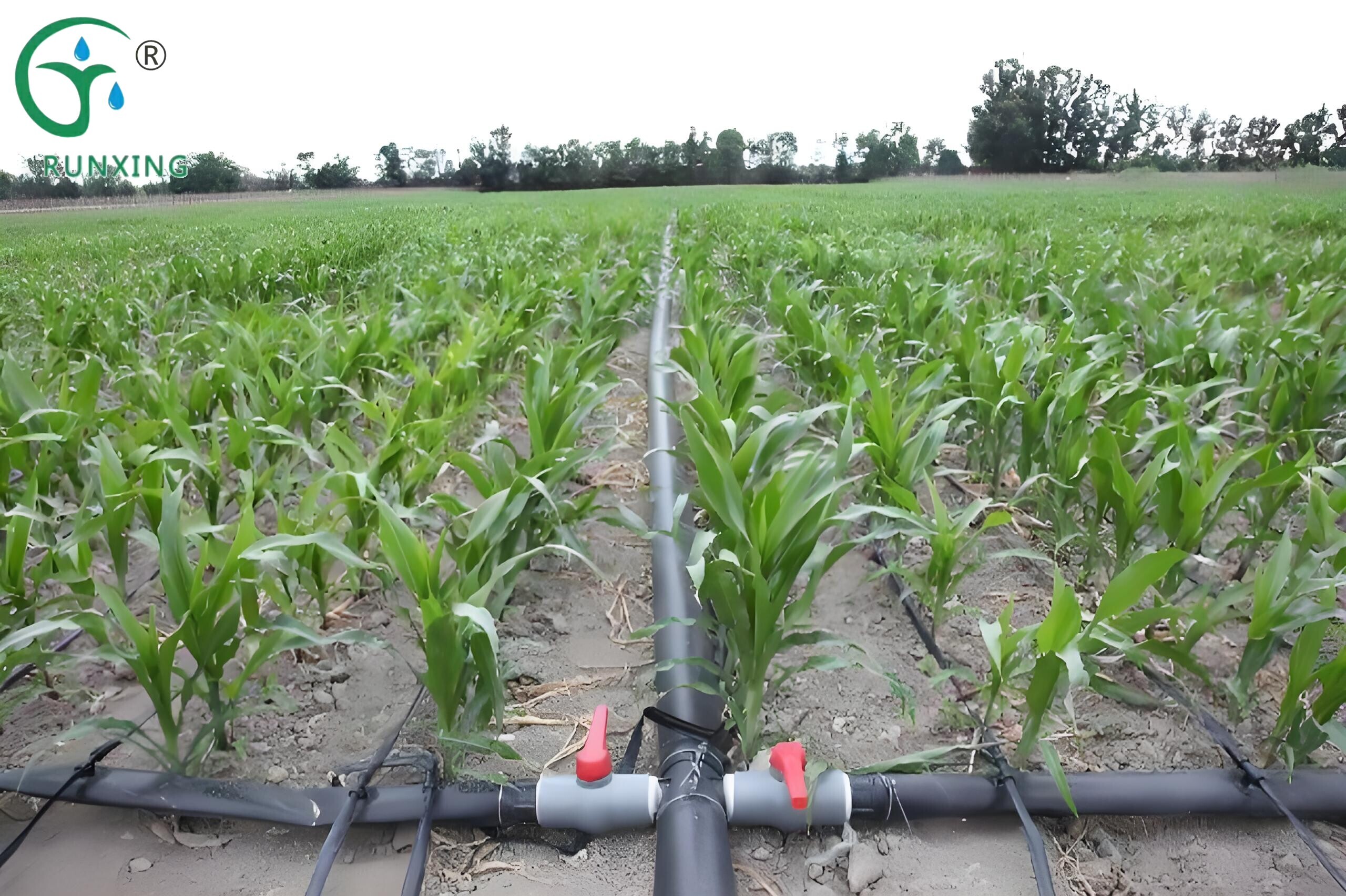 Argentina Corn Cultivation and Drip Irrigation Facility Guide Argentina Corn Cultivation and Drip Irrigation Facility Guide