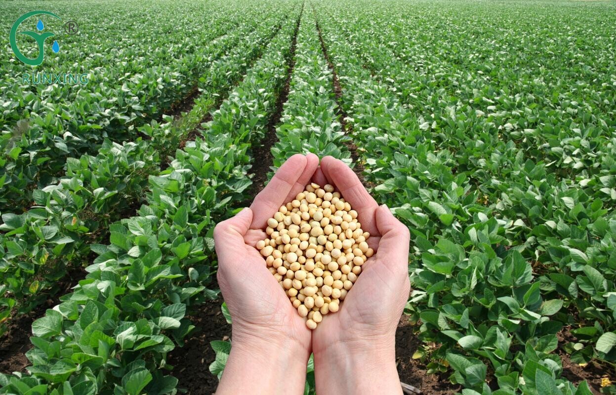 Popular Science of Soybean Cultivation and Drip Irrigation Facilities in Argentina Popular Science of Soybean Cultivation and Drip Irrigation Facilities in Argentina