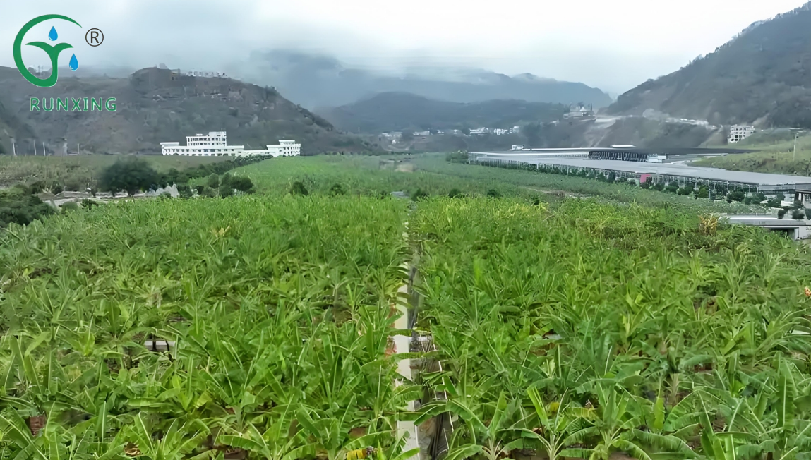 Argentina Banana Cultivation and Drip Irrigation Facilities Guide