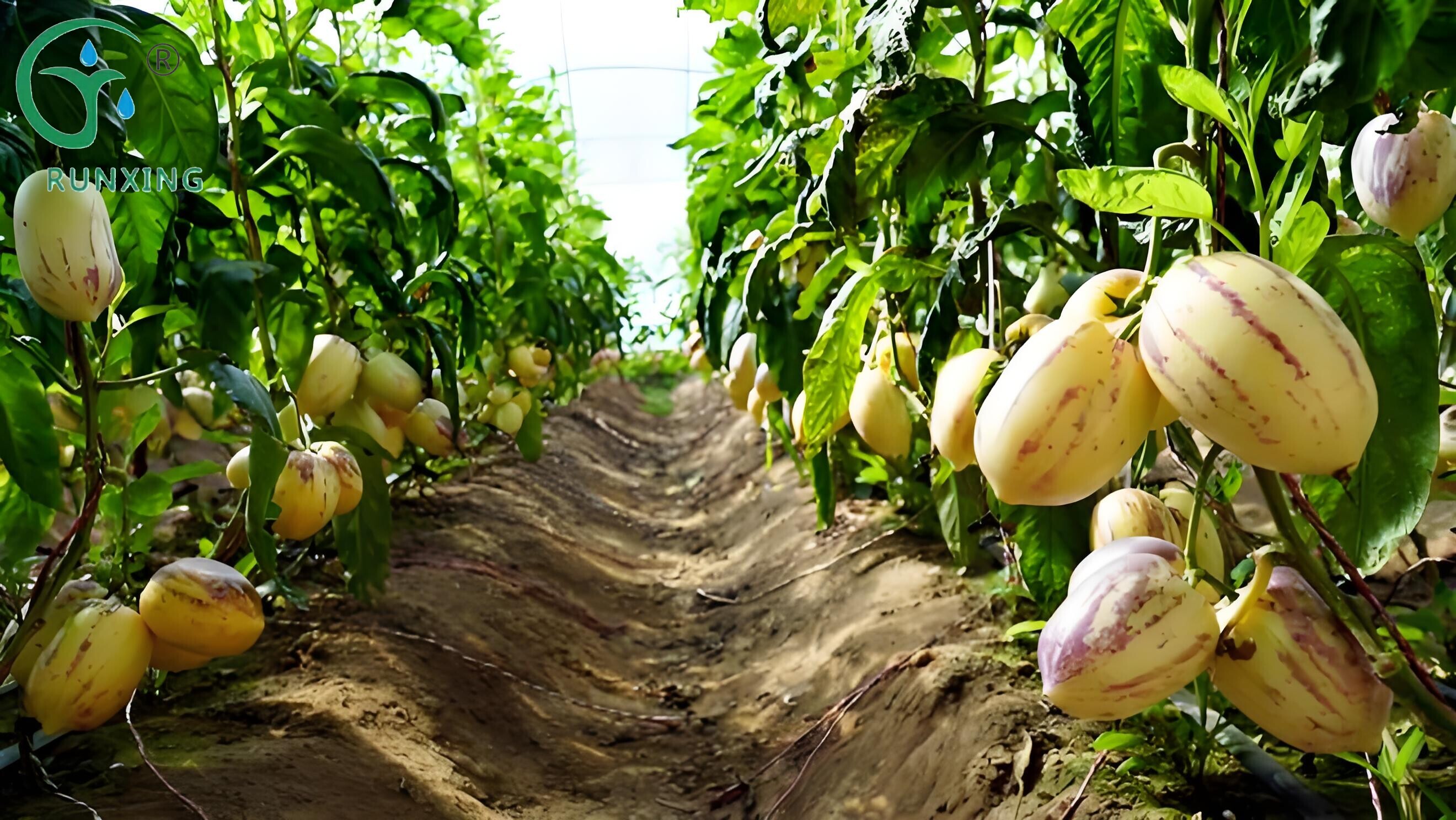 Colombian Ginseng Fruit Cultivation and the Necessity of Drip Irrigation Systems