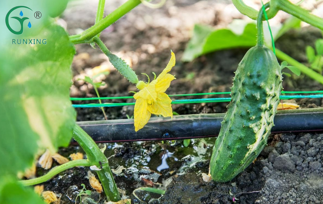 Columbia Cucumber Cultivation and Drip Irrigation Facility Science Popularization
