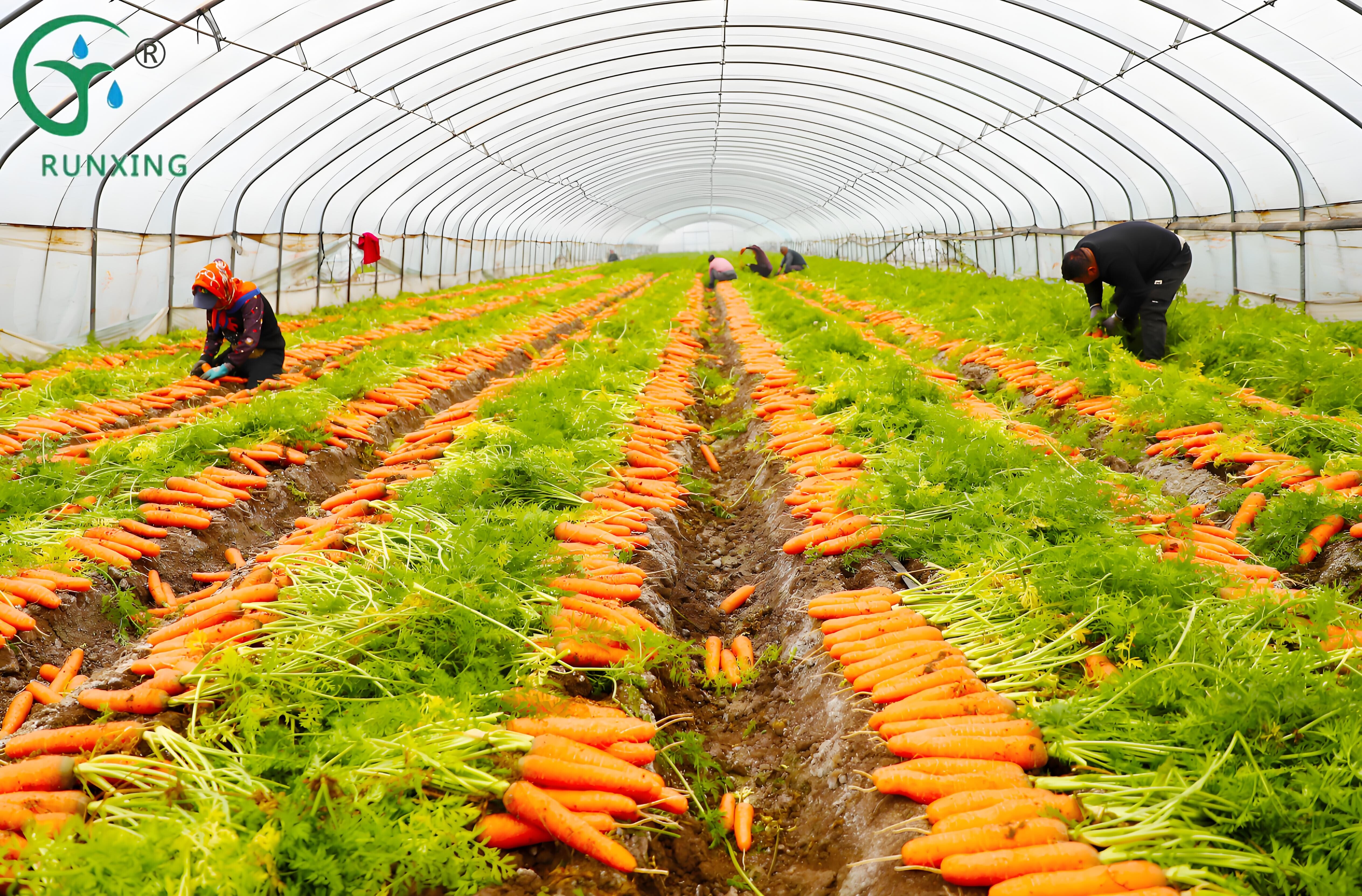 Colombia Carrot Cultivation and the Necessity of Drip Irrigation Systems