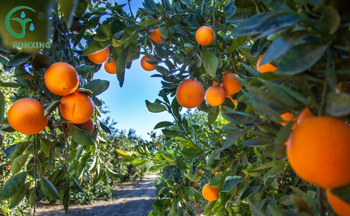 Popular Science on Orange Cultivation and Drip Irrigation in Colombia Popular Science on Orange Cultivation and Drip Irrigation in Colombia
