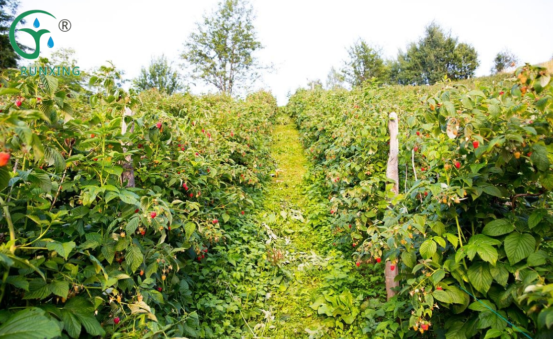 Guide to Raspberry Cultivation in Colombia with Drip Irrigation Systems Guide to Raspberry Cultivation in Colombia with Drip Irrigation Systems