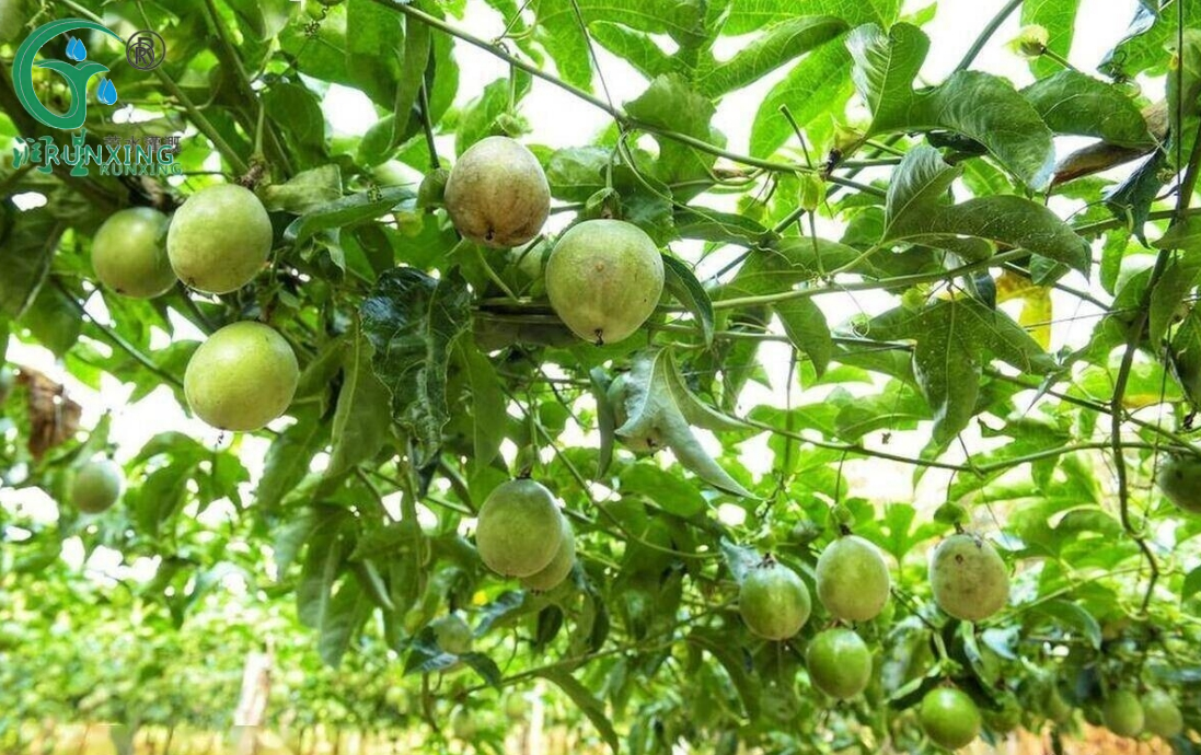 A Guide to Passion Fruit Cultivation in Colombia with Drip Irrigation Systems A Guide to Passion Fruit Cultivation in Colombia with Drip Irrigation Systems