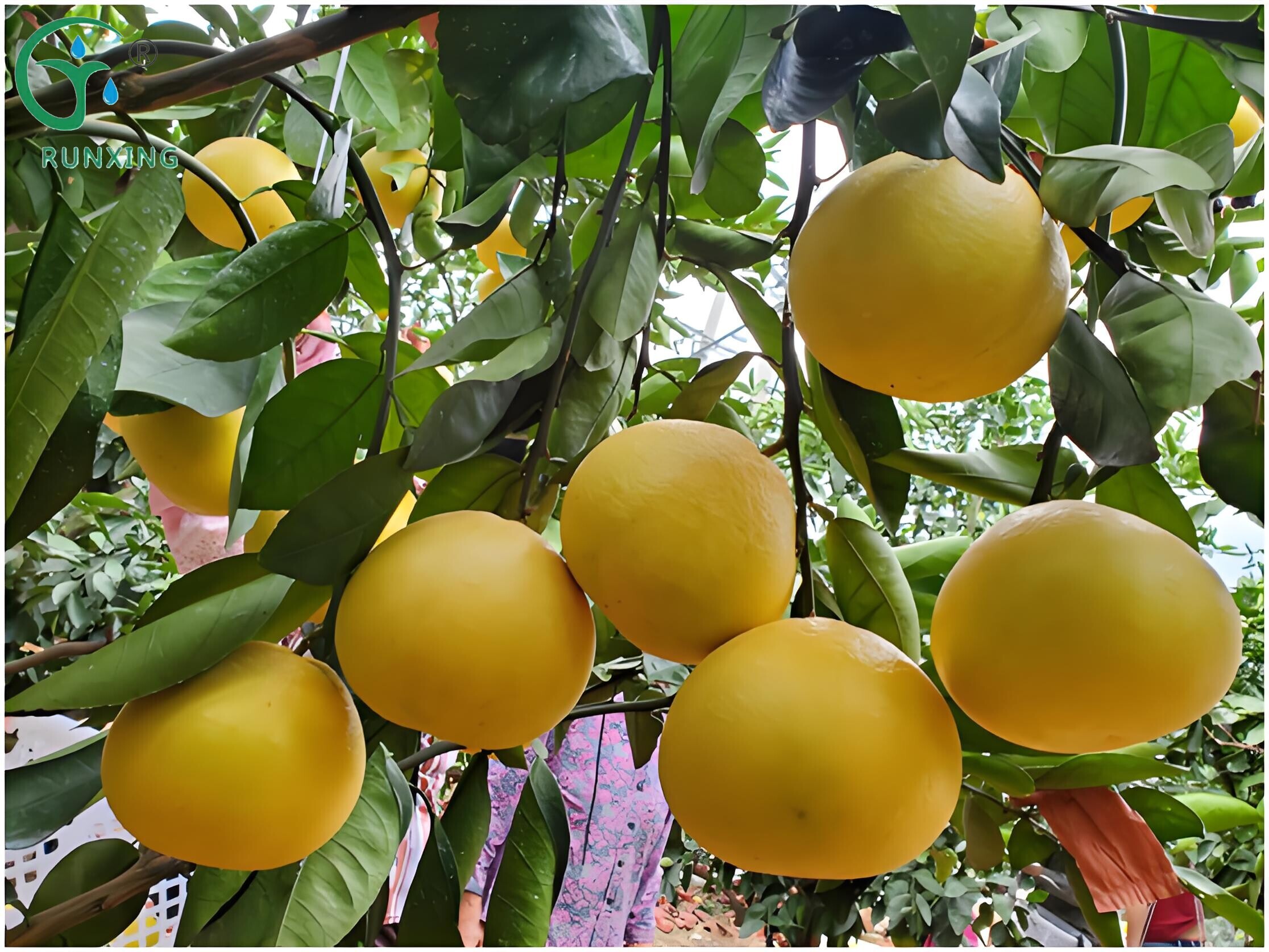 Columbia Grapefruit Cultivation and the Necessity of Drip Irrigation Systems Columbia Grapefruit Cultivation and the Necessity of Drip Irrigation Systems