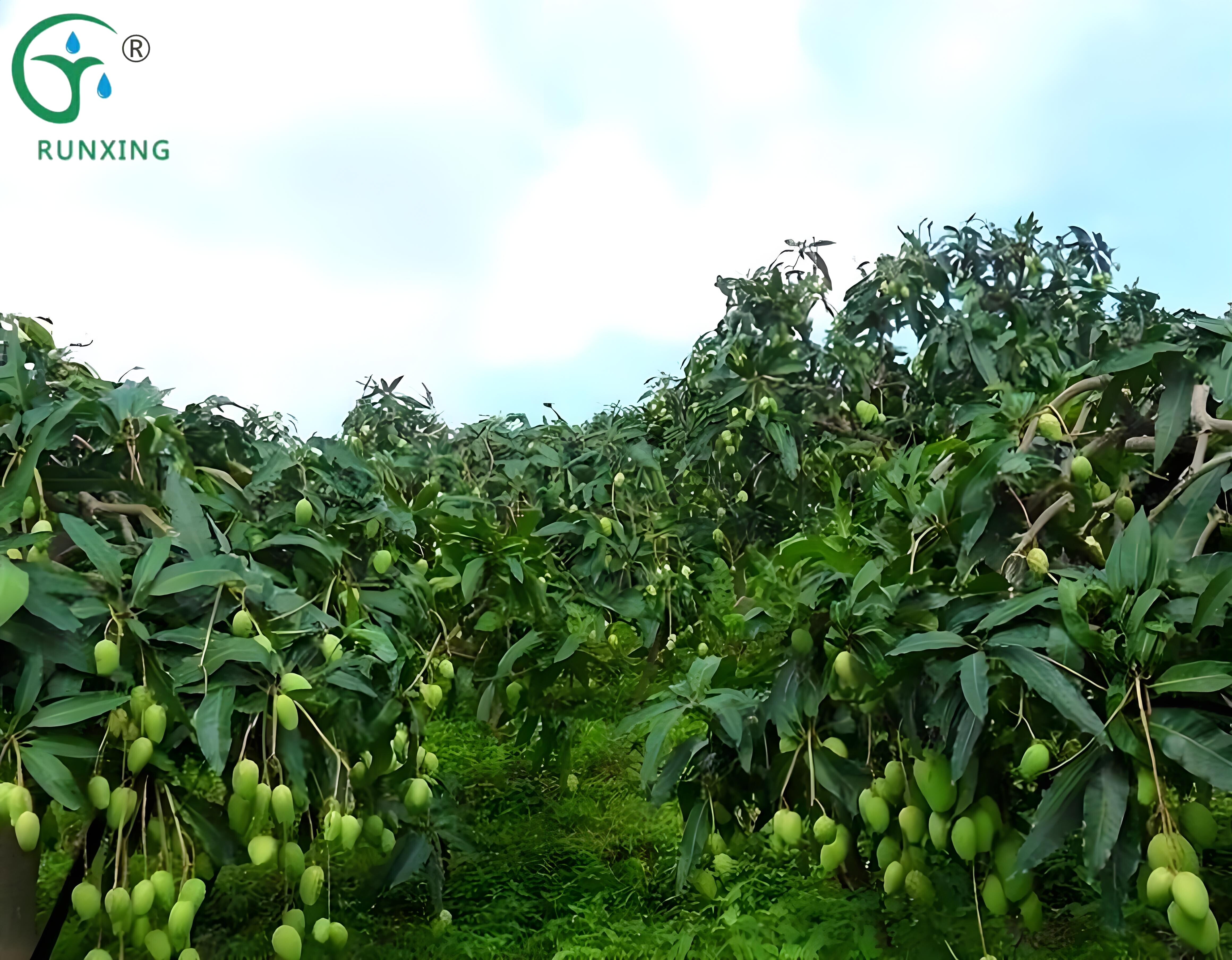 Popular Science on Mango Cultivation in Colombia and the Necessity of Drip Irrigation Systems Popular Science on Mango Cultivation in Colombia and the Necessity of Drip Irrigation Systems