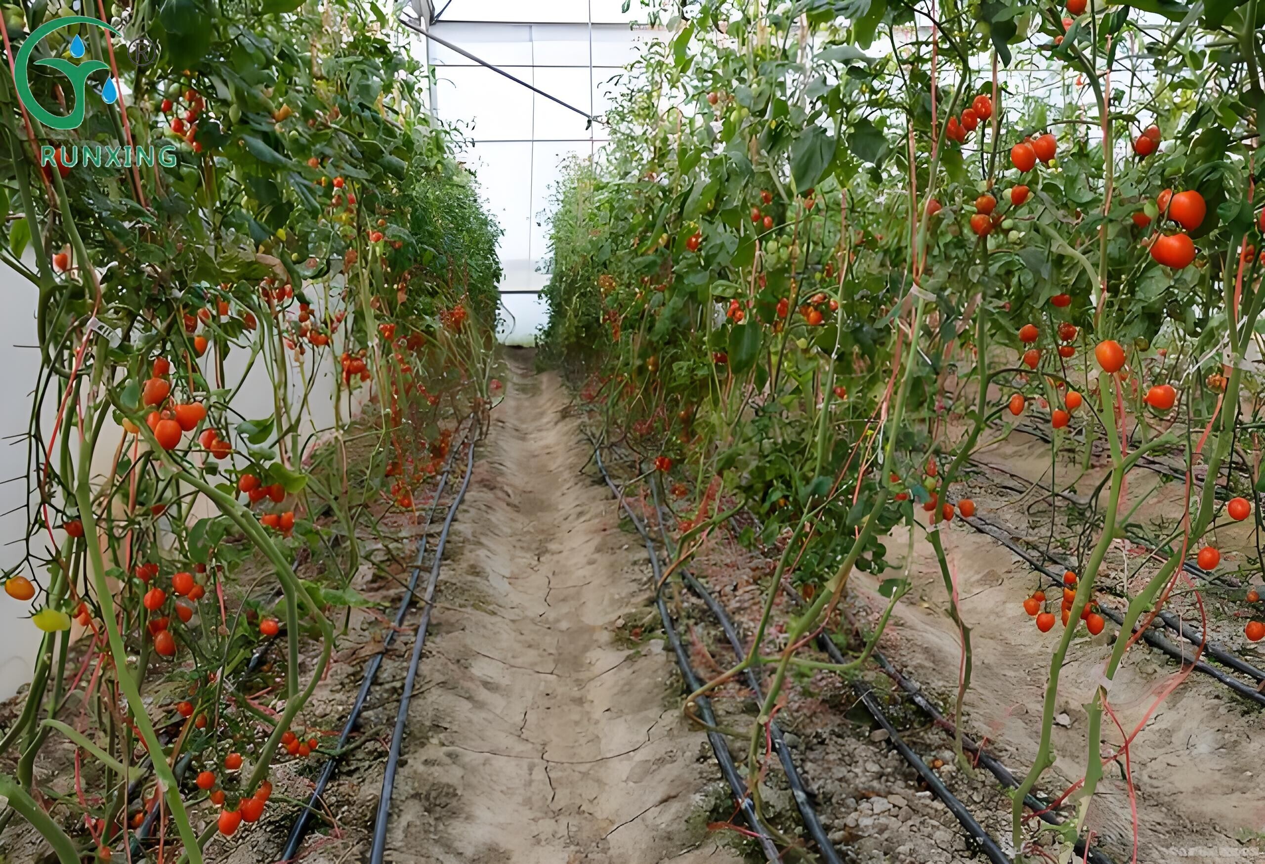 A Guide to Tomato Cultivation and Drip Irrigation in Brazil A Guide to Tomato Cultivation and Drip Irrigation in Brazil