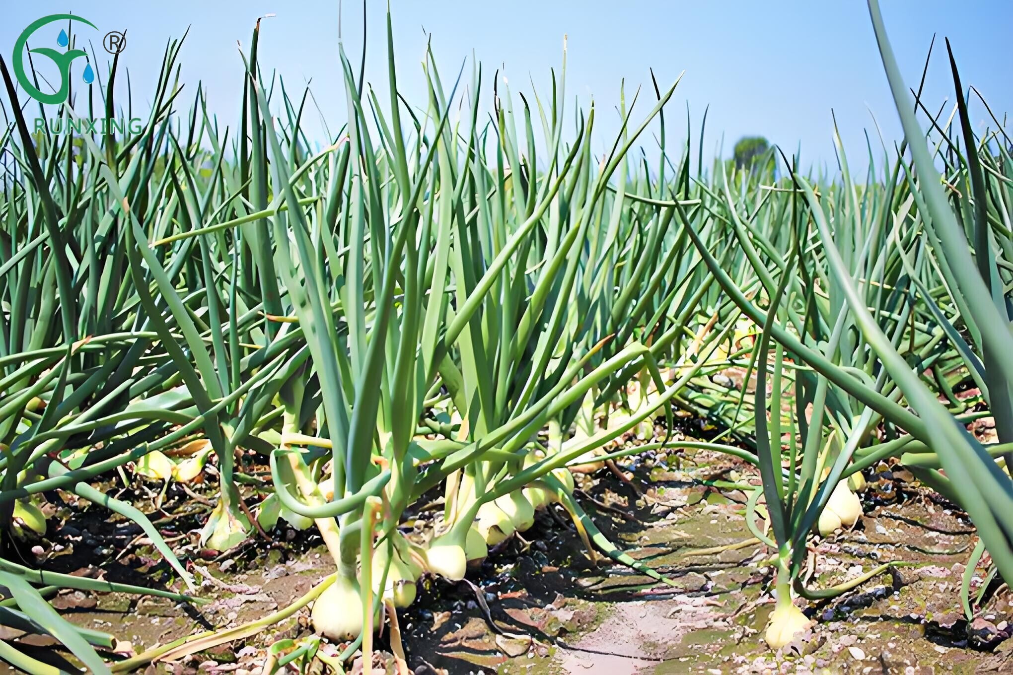 Brazilian Onion Farming and the Necessity of Drip Irrigation Systems Brazilian Onion Farming and the Necessity of Drip Irrigation Systems