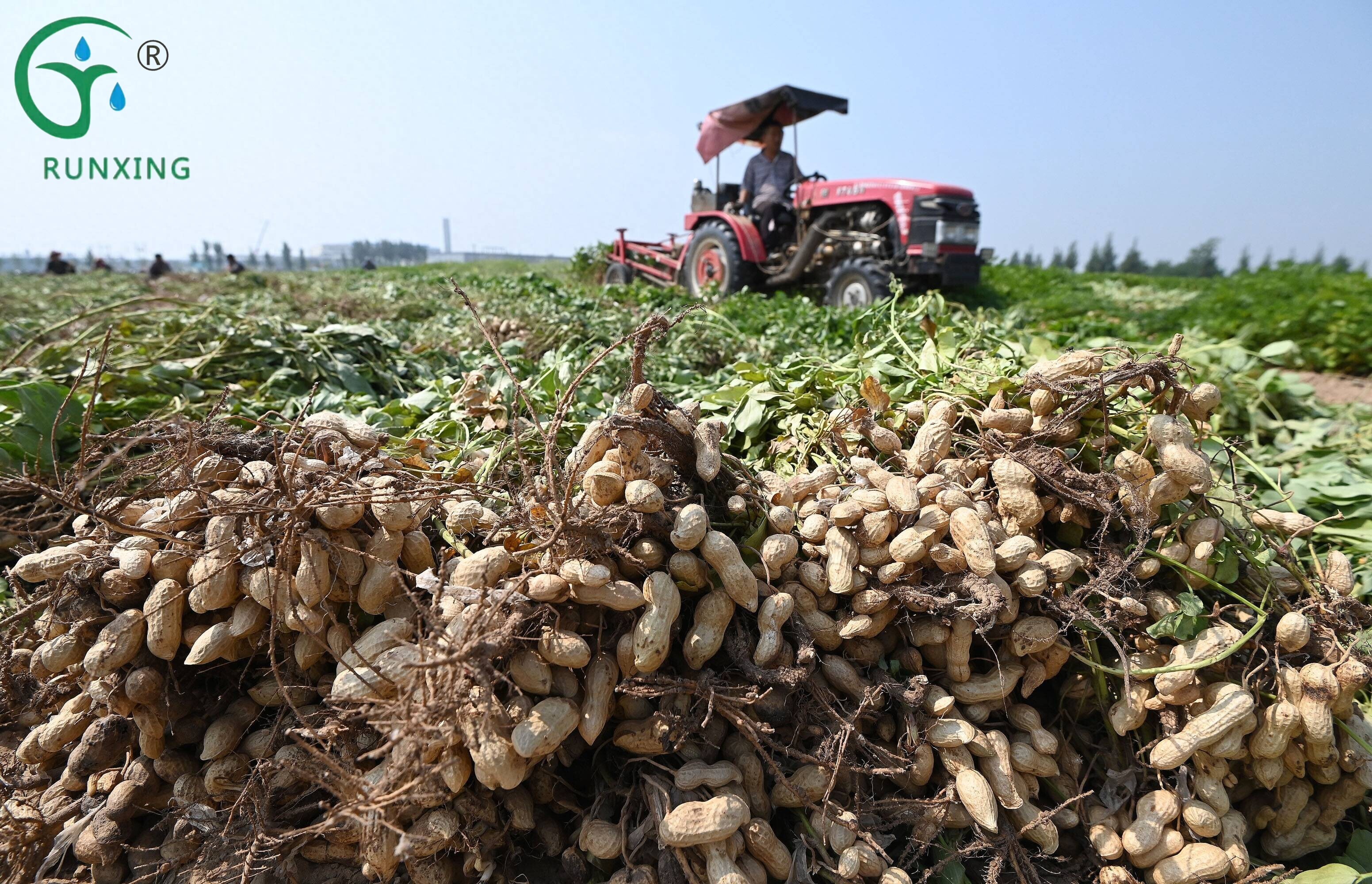 A Guide to Peanut Cultivation and Drip Irrigation in Brazil