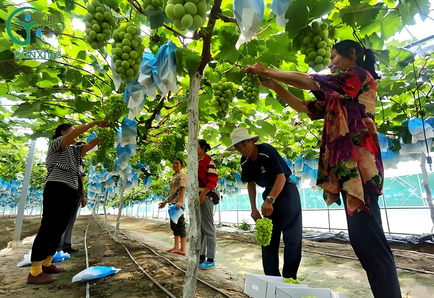 A Guide to Grape Cultivation in Brazil and the Necessity of Drip Irrigation Systems