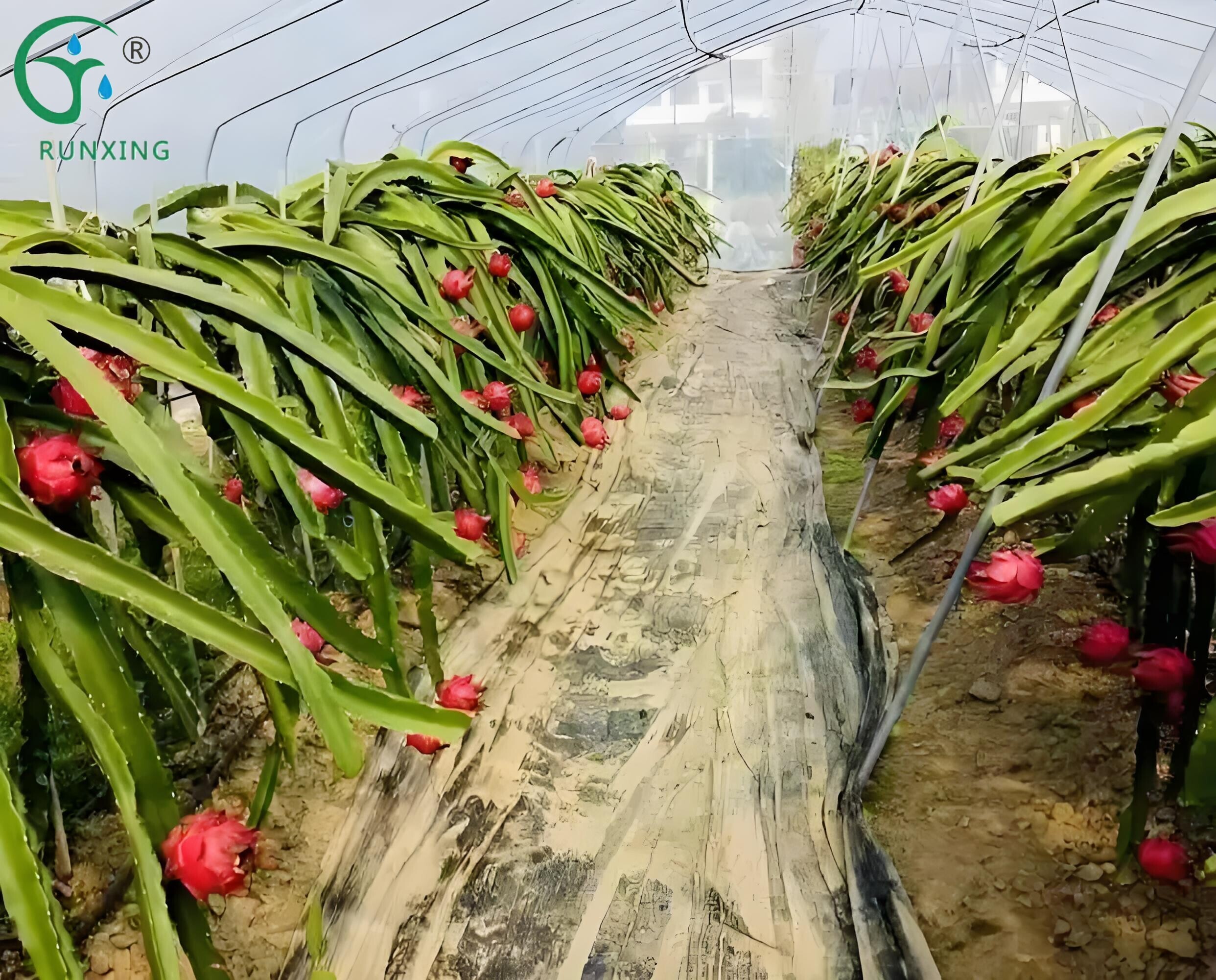 A Guide to Pitaya Planting and Drip Irrigation Technology in Brazil