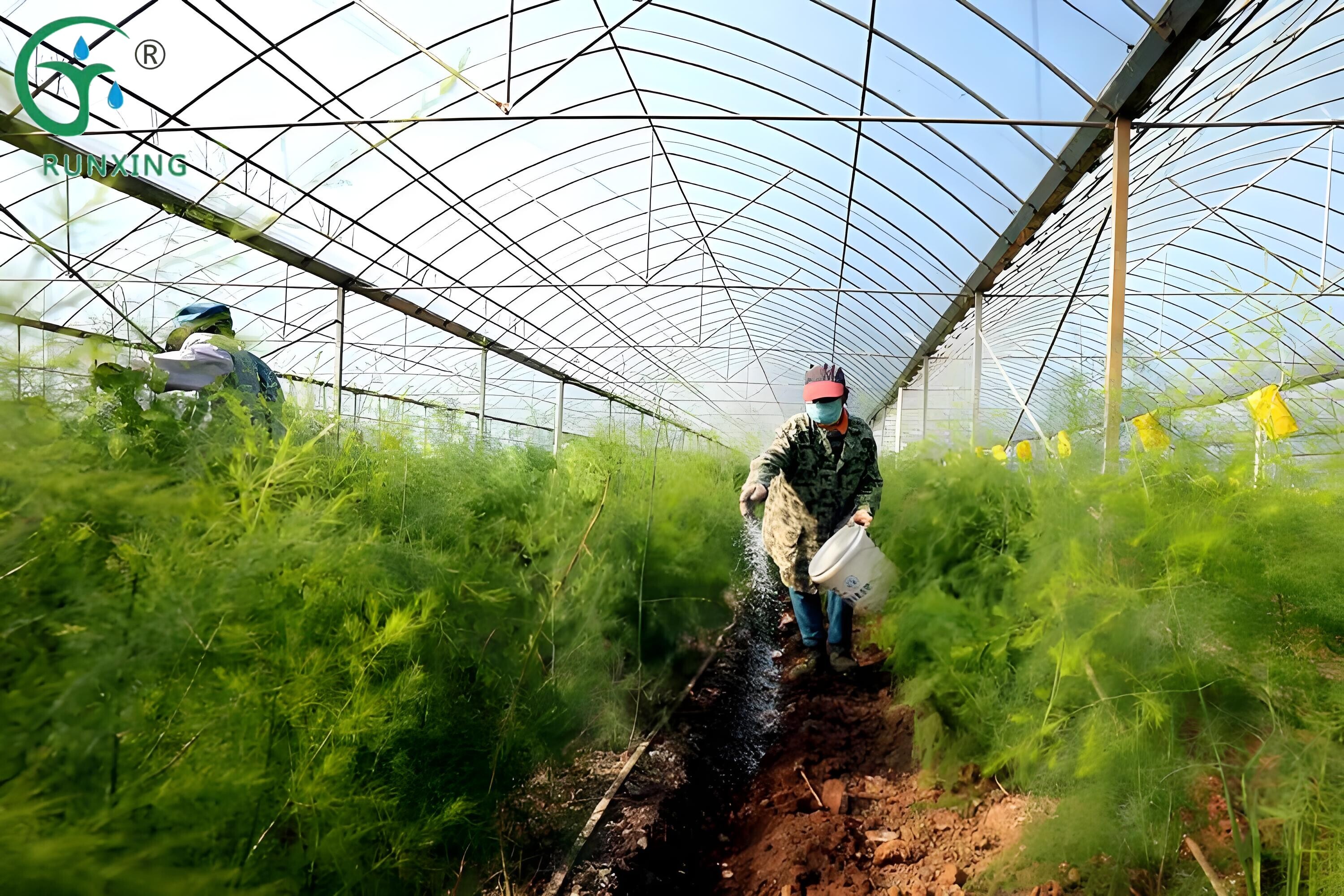Peru Asparagus Cultivation and the Application of Drip Irrigation Systems: A Science Popularization