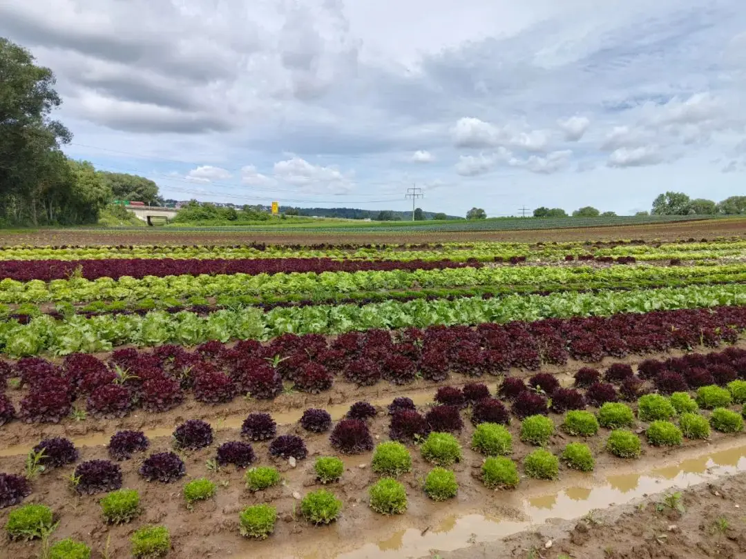 Precision Irrigation Revolution: Why French Farms Are Embracing Drip Technology for Unmatched Efficiency & Sustainability Precision Irrigation Revolution: Why French Farms Are Embracing Drip Technology for Unmatched Efficiency & Sustainability