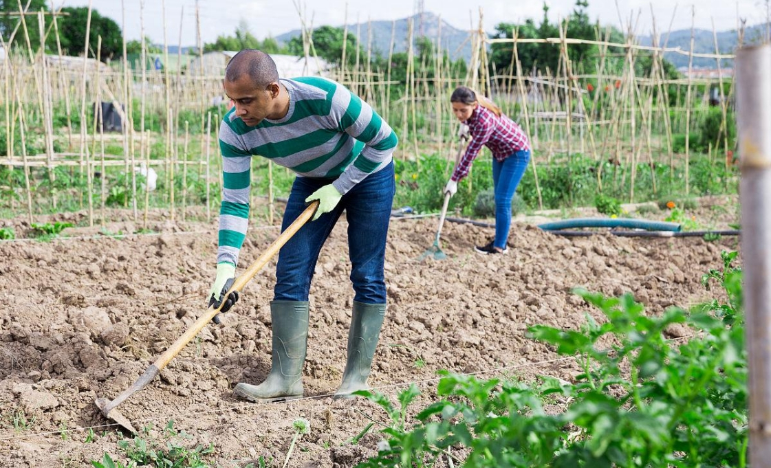 Spain’s Agricultural Survival Kit: How Drip Irrigation Turns Water Scarcity into Profit Spain’s Agricultural Survival Kit: How Drip Irrigation Turns Water Scarcity into Profit