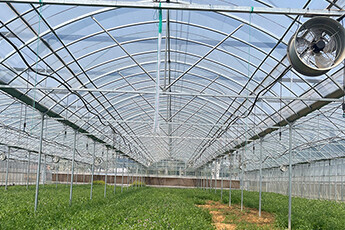 How to choose plastic film for greenhouses