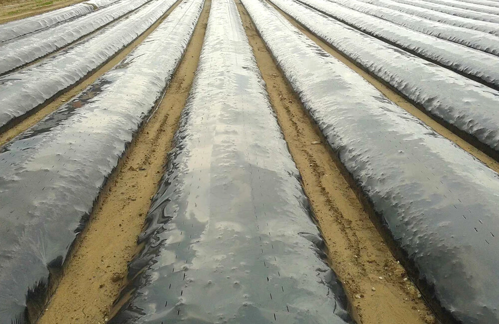 Agricultural silver black weed control film is degradable