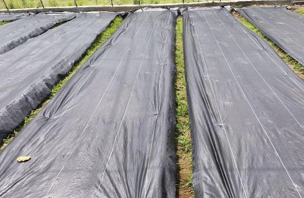 Black UV-proof weed-proof cloth