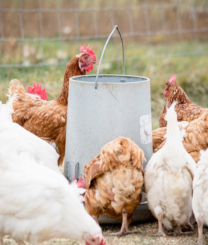 chiken.png chiken.png