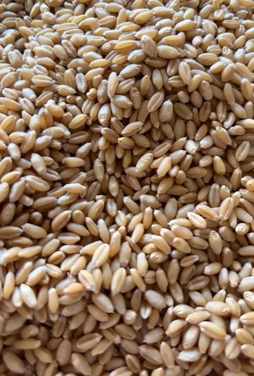 Ultrafine Grinding Technology Revolutionizes Wheat Processing