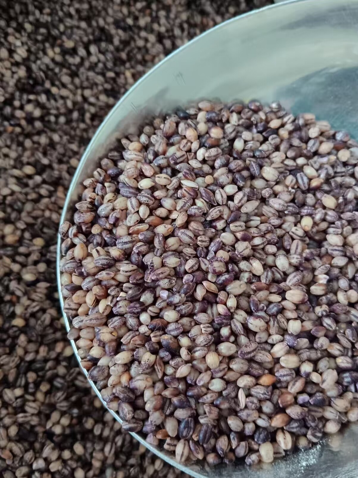 Ultrafine Grinding Technology Unlocks     Barley's Potential