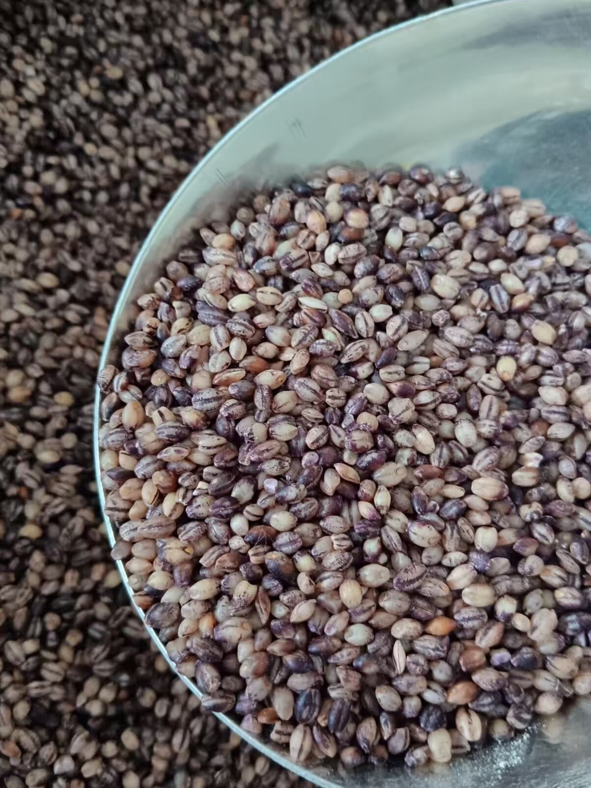 honeysuckle honeysuckle