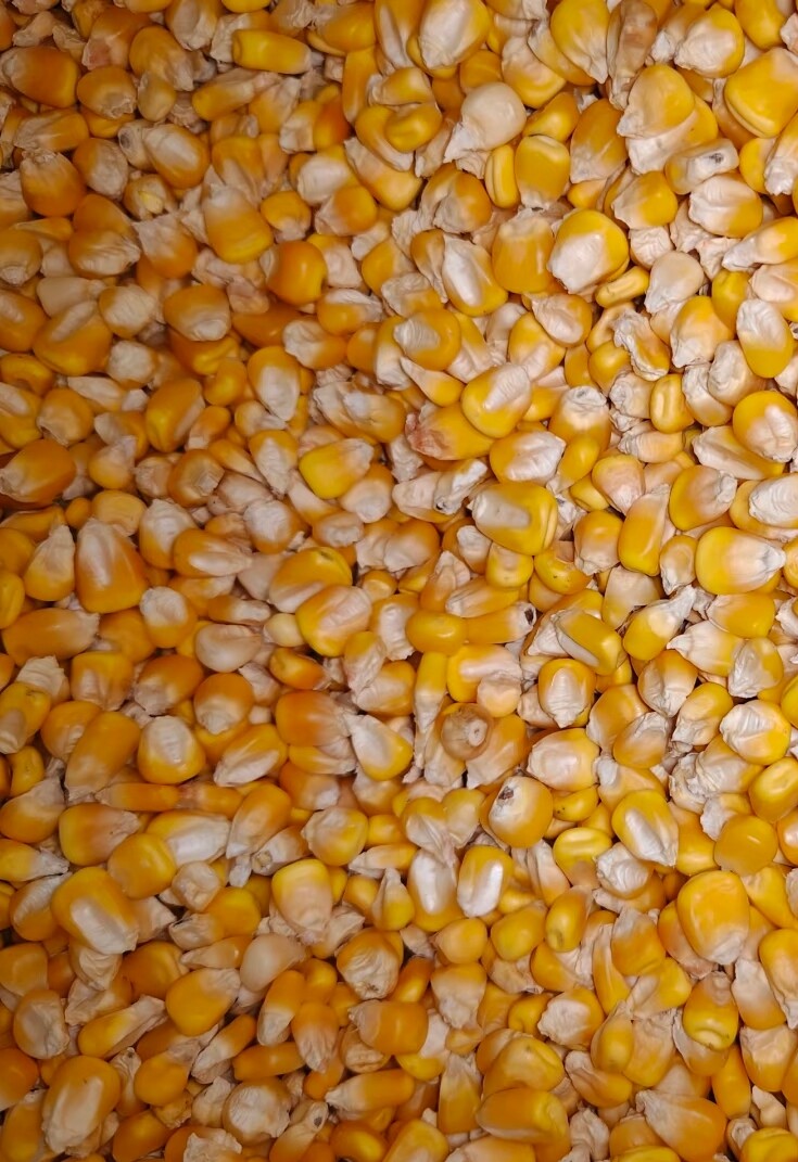 Ultrafine Grinding Technology Revolutionizes Corn Processing