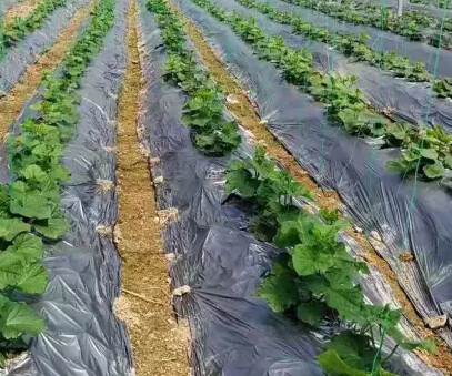 Agricultural silver black weed control film is degradable