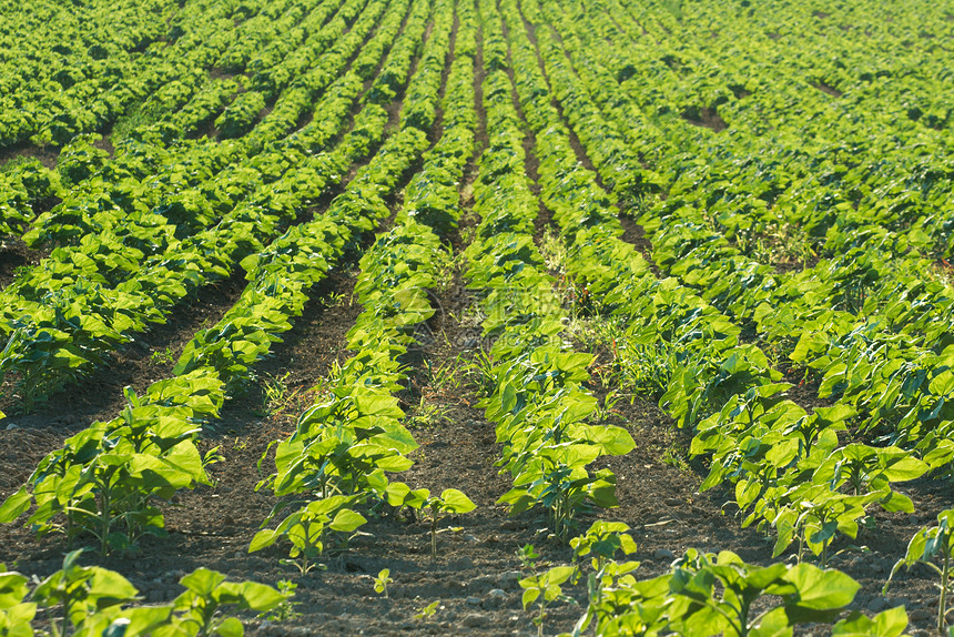 Autumn Harvest Drives Surge in Demand, Agrochemical Industry Accelerates Quality Upgrading