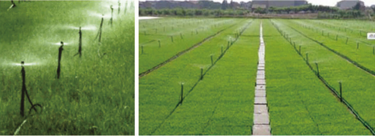 Ground Micro Spray.jpg