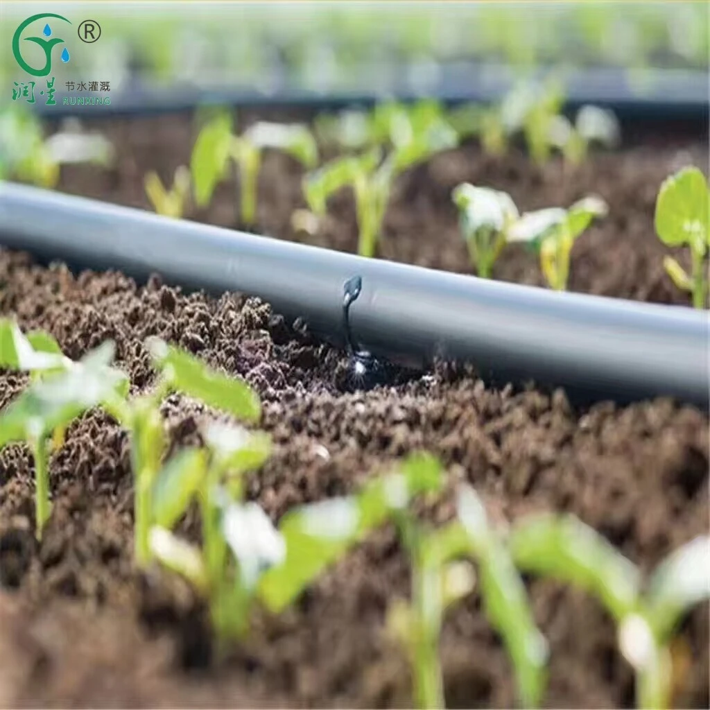 Les avantages de l'irrigation goutte à goutte pour les champs de maïs : améliorer la croissance et l'efficacité des cultures