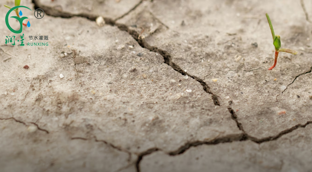 La salinité des sols est-elle une menace pour notre sécurité alimentaire ?