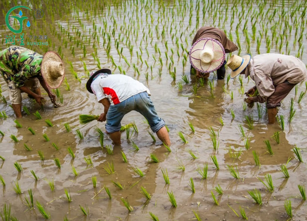 Rice sauvera-t-il le monde ?