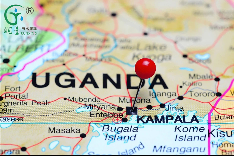 Analyse du marché de l'irrigation goutte à goutte en Ouganda