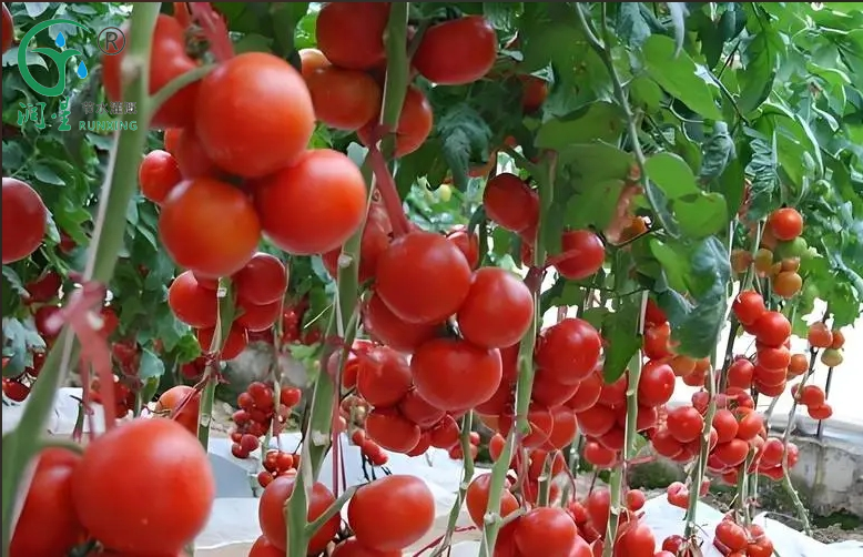 La combinaison parfaite entre la culture de la tomate et la technologie d'irrigation goutte à goutte en Amérique du Sud La combinaison parfaite entre la culture de la tomate et la technologie d'irrigation goutte à goutte en Amérique du Sud