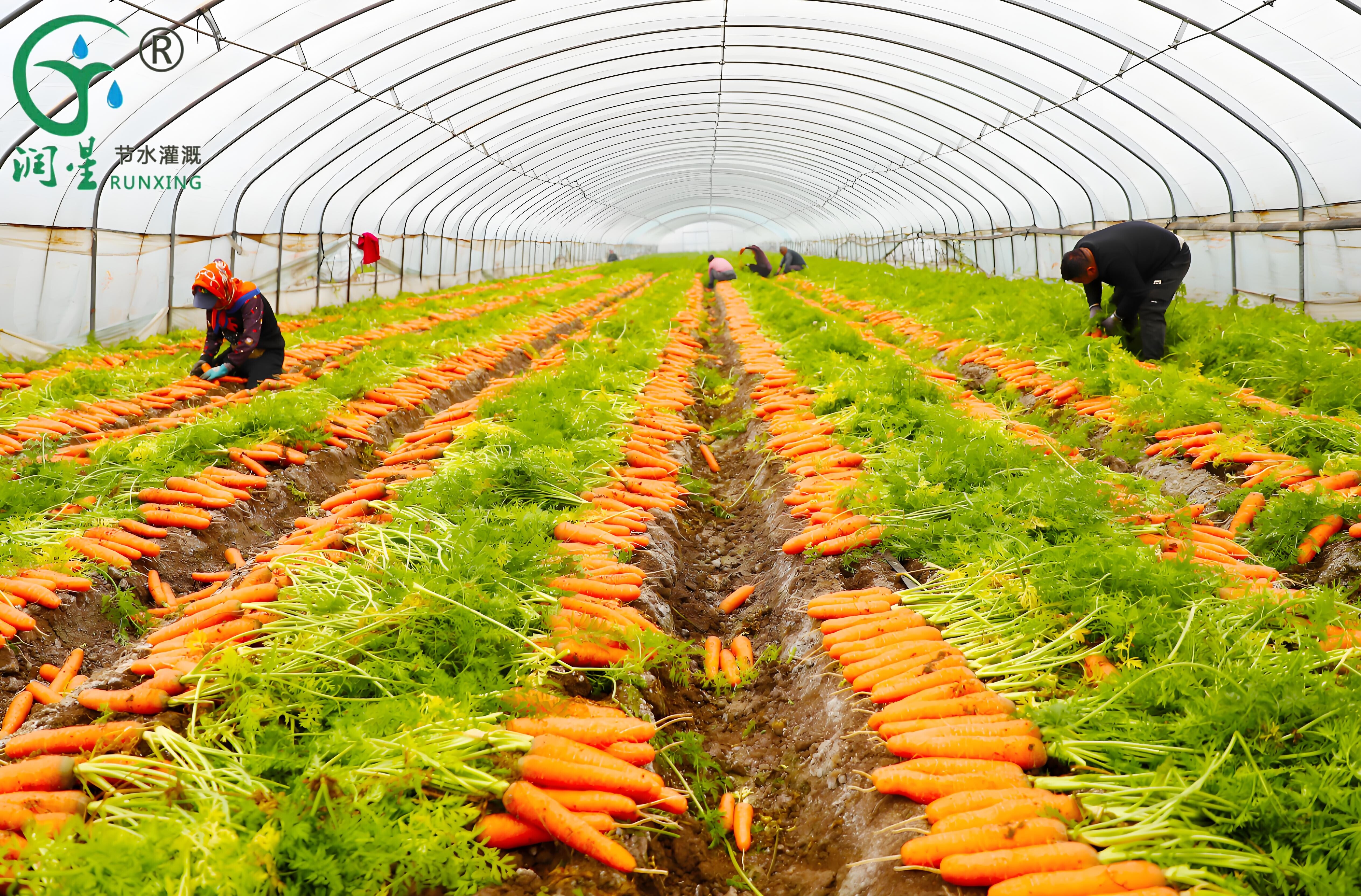 La culture de la carotte en Colombie et la nécessité des systèmes d'irrigation goutte à goutte La culture de la carotte en Colombie et la nécessité des systèmes d'irrigation goutte à goutte