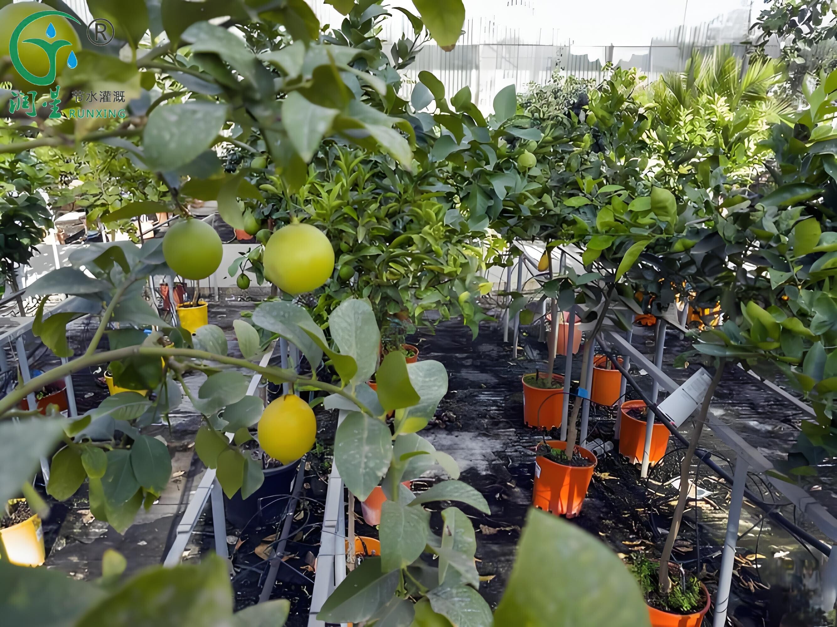 Irrigation au goutte-à-goutte pour la culture du citron en Colombie : un guide complet Irrigation au goutte-à-goutte pour la culture du citron en Colombie : un guide complet