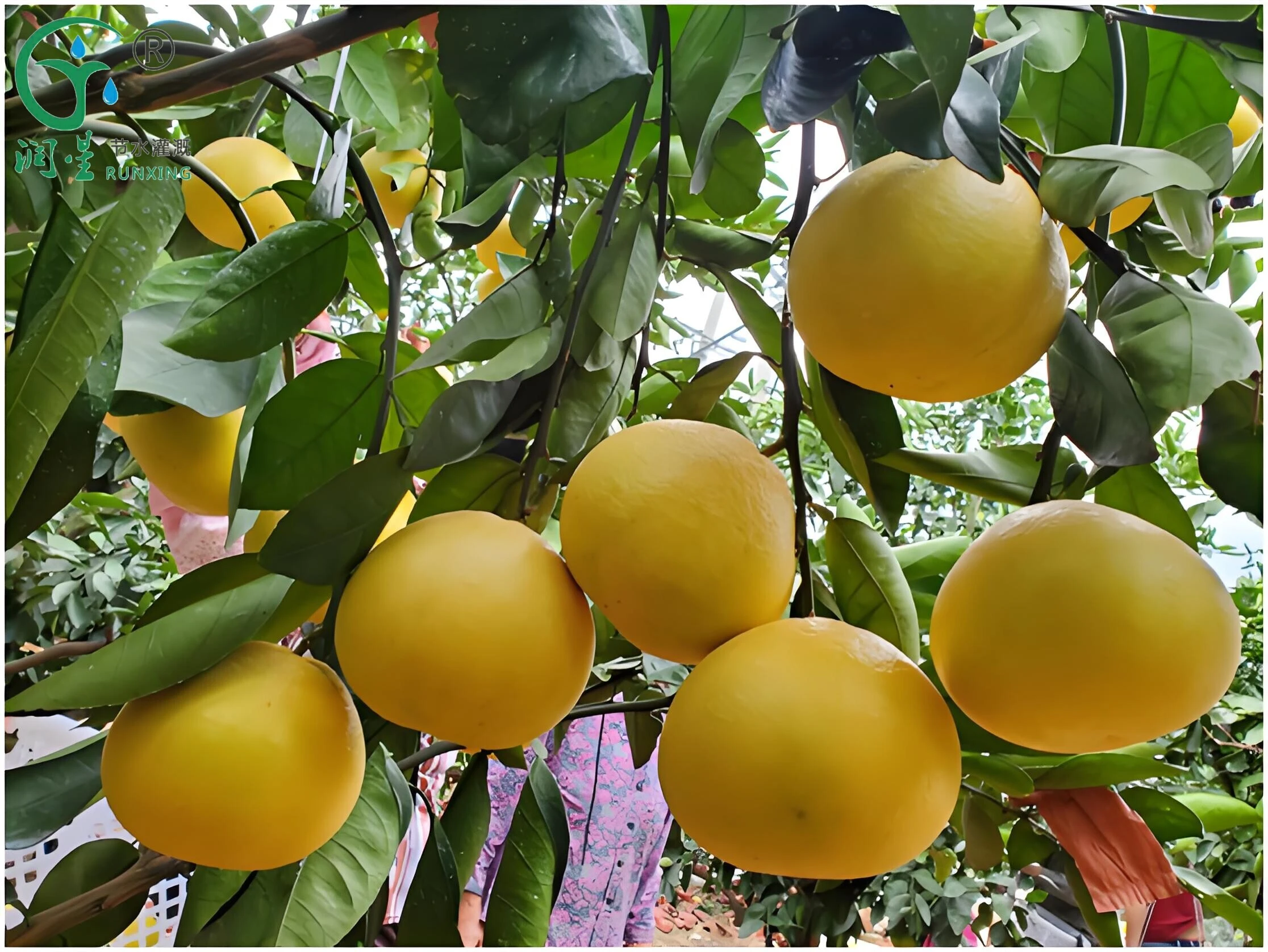 La culture du pamplemousse de Colombie et la nécessité des systèmes d'irrigation goutte à goutte