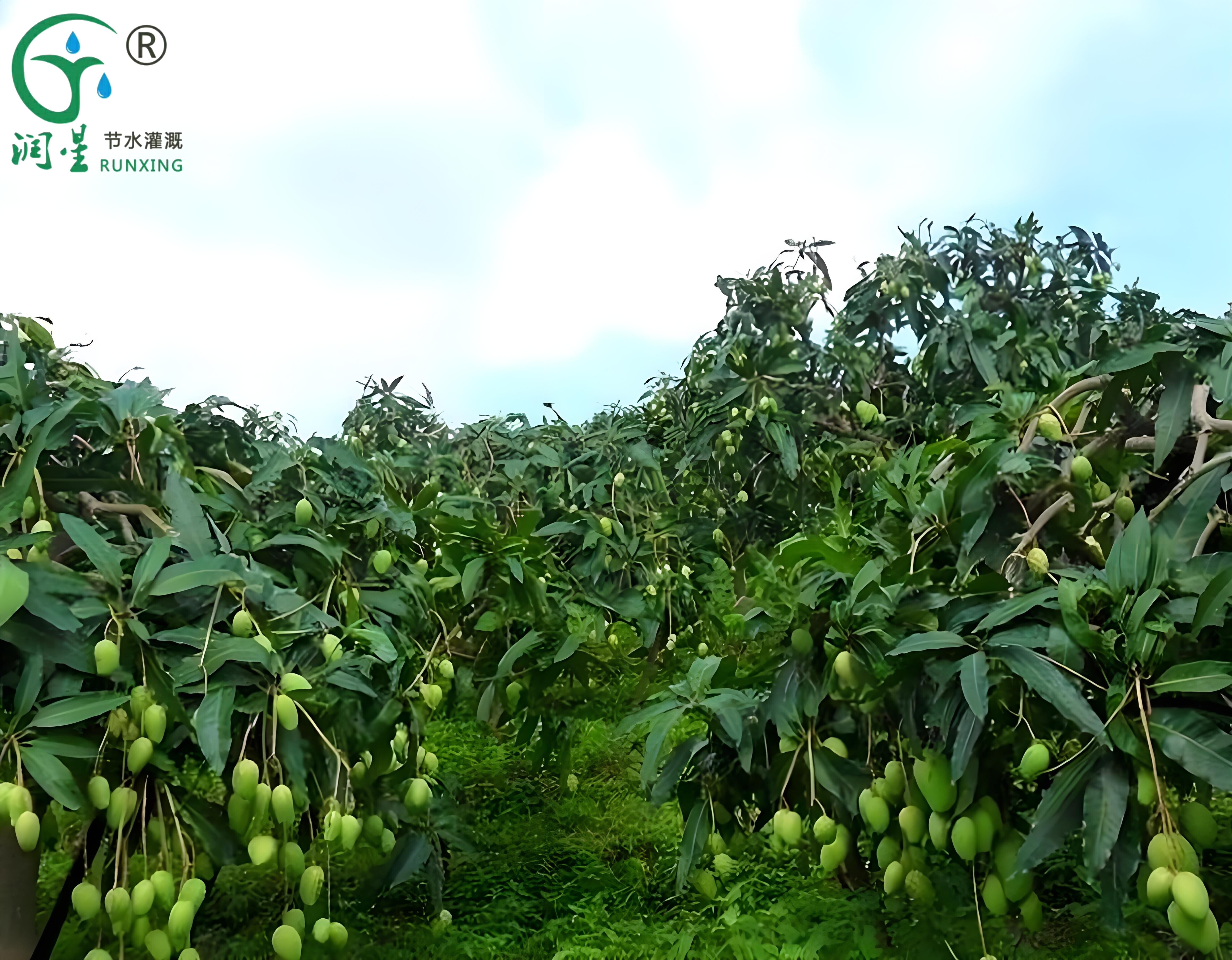 Science populaire sur la culture des mangues en Colombie et la nécessité des systèmes d'irrigation goutte à goutte Science populaire sur la culture des mangues en Colombie et la nécessité des systèmes d'irrigation goutte à goutte