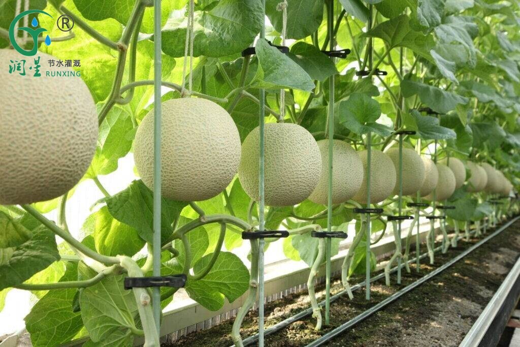 Science de la culture du melon brésilien : L'importance des systèmes d'irrigation goutte à goutte et les détails de leur mise en œuvre
