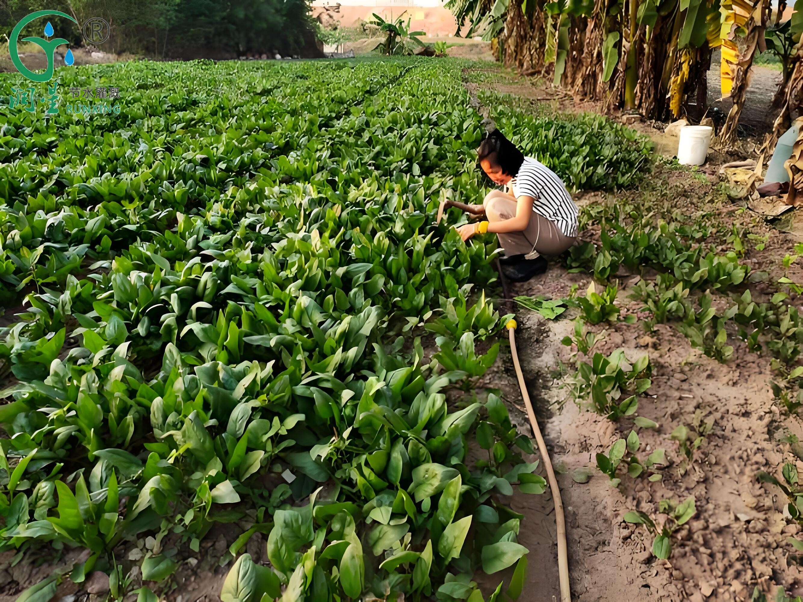 Guide de la culture de l'épinard brésilien et des systèmes d'irrigation goutte à goutte Guide de la culture de l'épinard brésilien et des systèmes d'irrigation goutte à goutte