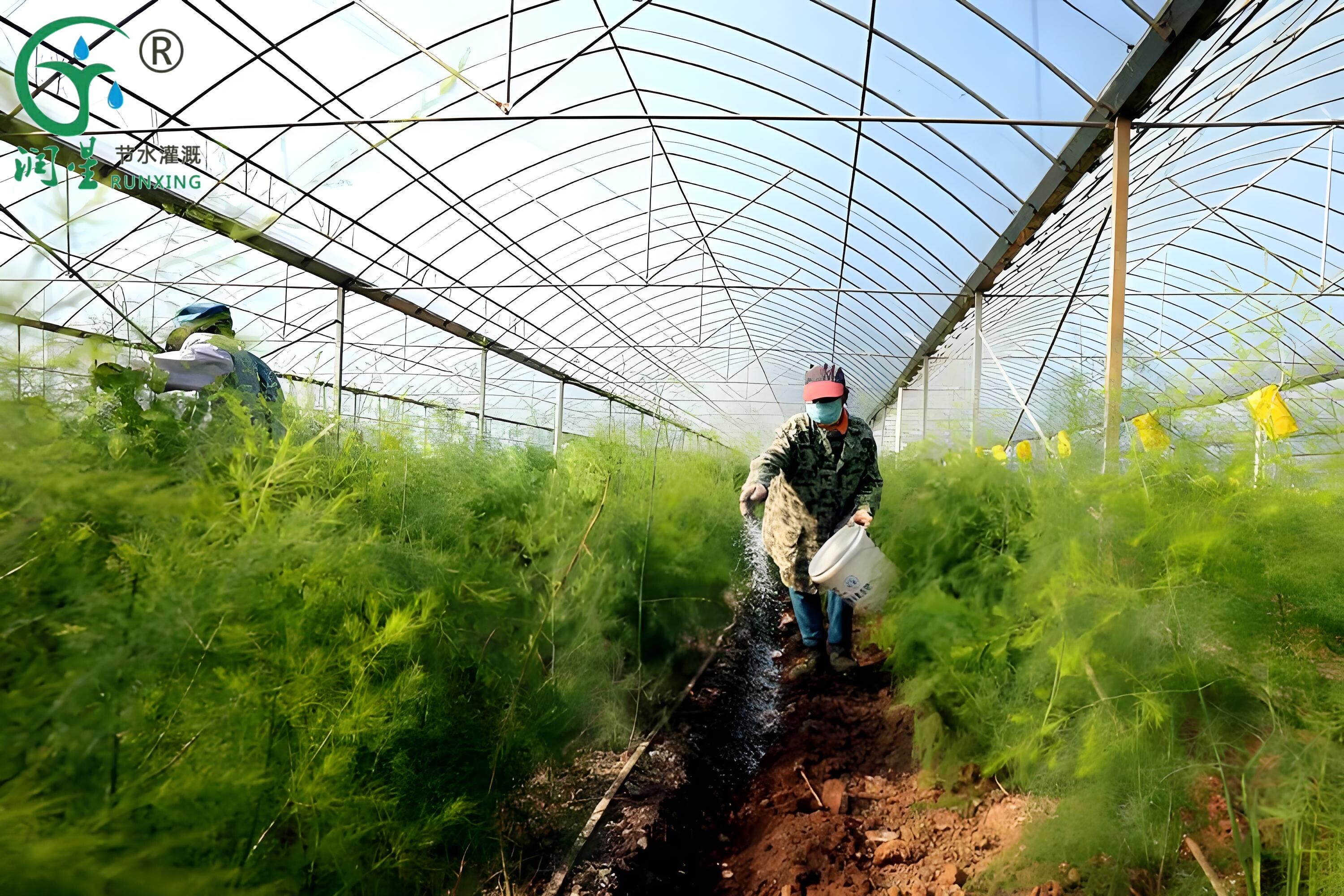 La culture de l'asperge au Pérou et l'application des systèmes d'irrigation goutte à goutte : Une vulgarisation scientifique La culture de l'asperge au Pérou et l'application des systèmes d'irrigation goutte à goutte : Une vulgarisation scientifique