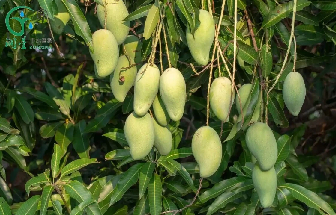 La culture de la mangue en Inde et la nécessité des systèmes d'irrigation goutte à goutte